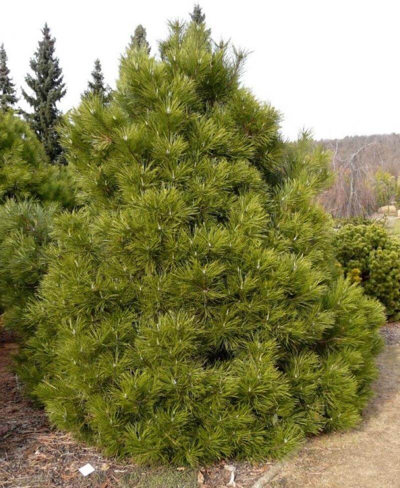 Темная сосна. Pinus nigra 'Nana'. Сосна черная (Pinus nigra). Сосна черная Нана Pinus nigra. Сосна черная Нана (Pinus nigra Nana).