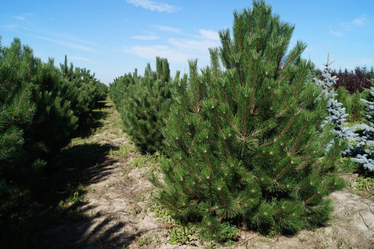 Pinus nigra Крымская сосна