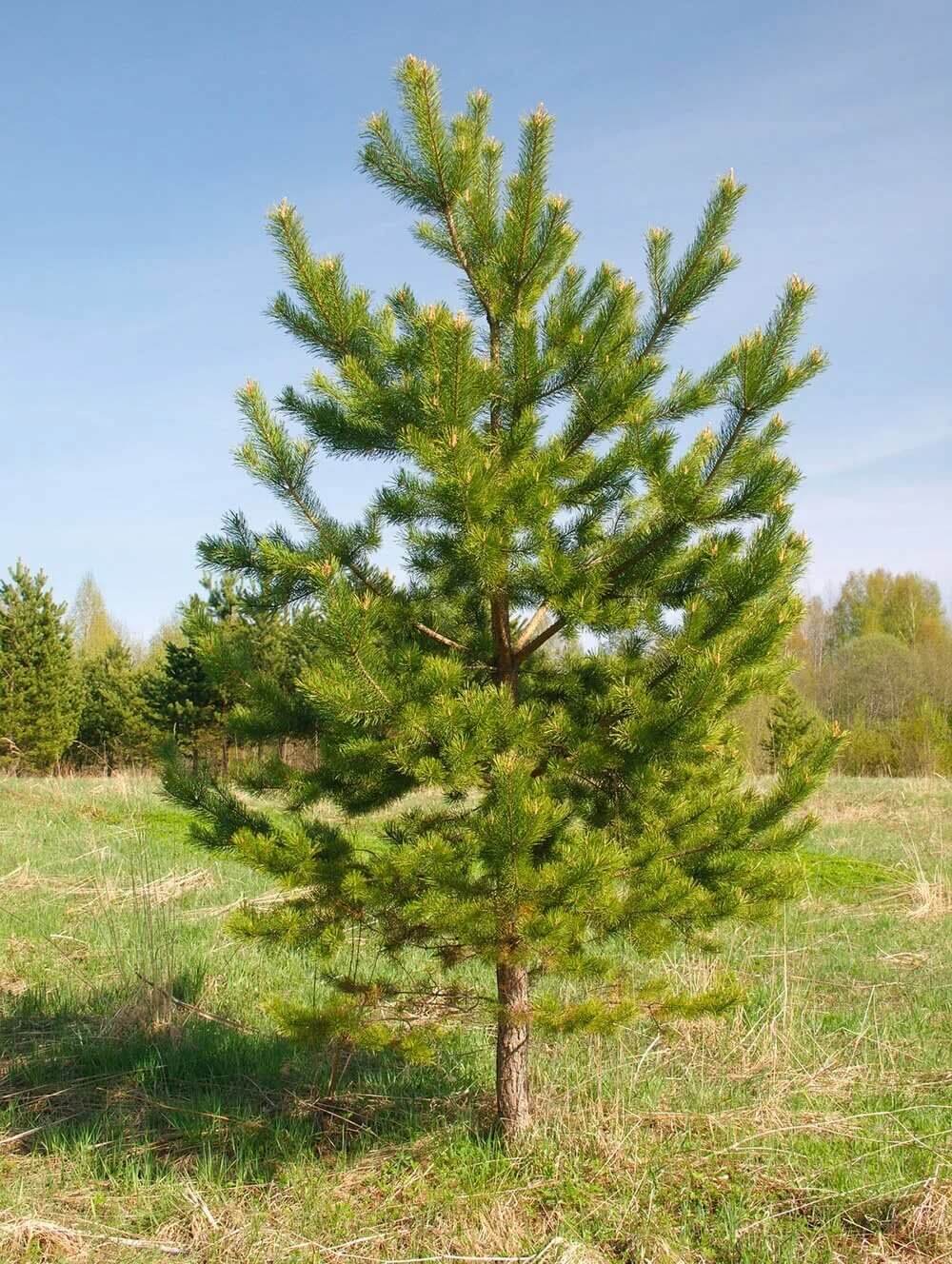 Как выглядит сосна. Сосна обыкновенная Pinus Sylvestris. Сосна обыкновенная Pinus Sylvestris l. • Сосна обыкновенная (pinussilvestris). Сосна обыкновенная габитус.